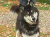 À adopter : chien Husky de Sibérie noir et beige de 8 ans
