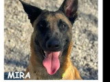 À la recherche d'une famille : chienne Berger Malinois de 2 ans