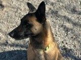 À la recherche d'une famille : chienne Berger Malinois de 2 ans