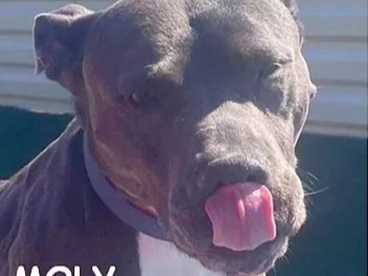 En attente d'adoption : chienne Dogue grise et blanche de 10 ans