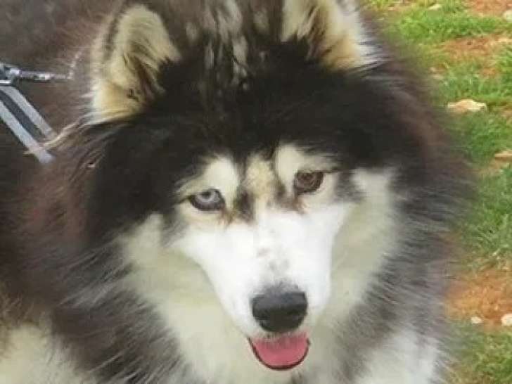En attente d'un foyer : chienne Husky de Sibérie de 11 ans