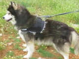 En attente d'un foyer : chienne Husky de Sibérie de 11 ans