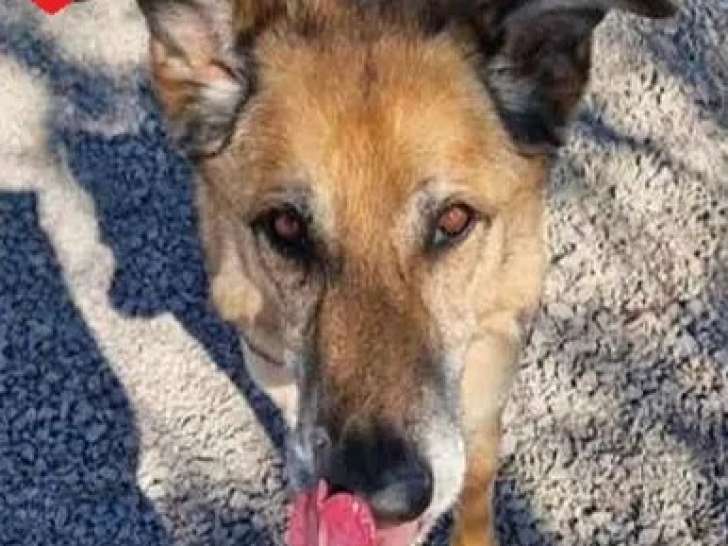 En attente d'adoption : chienne de 8 ans au pelage fauve