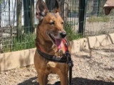 En attente d'adoption : chienne de 8 ans au pelage fauve