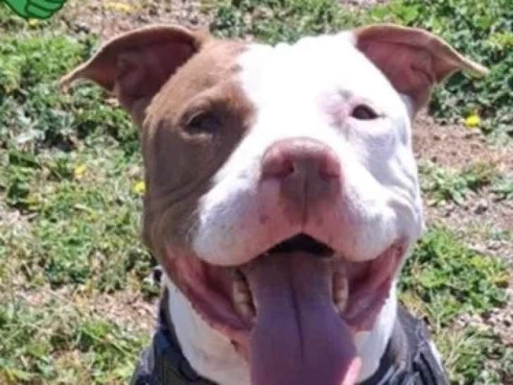 Disponible à l'adoption : chienne Dogue marron et blanche de 7 ans