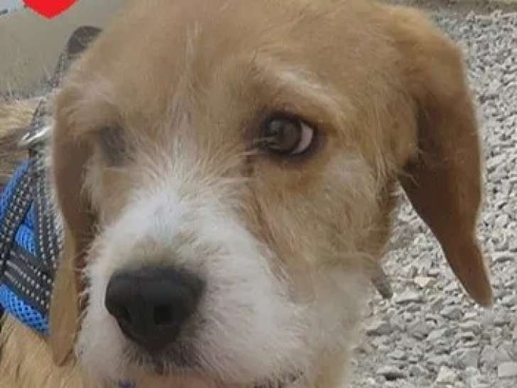 En attente d'un foyer : chienne Basset Griffon Vendéenne marron et blanc de 7 ans