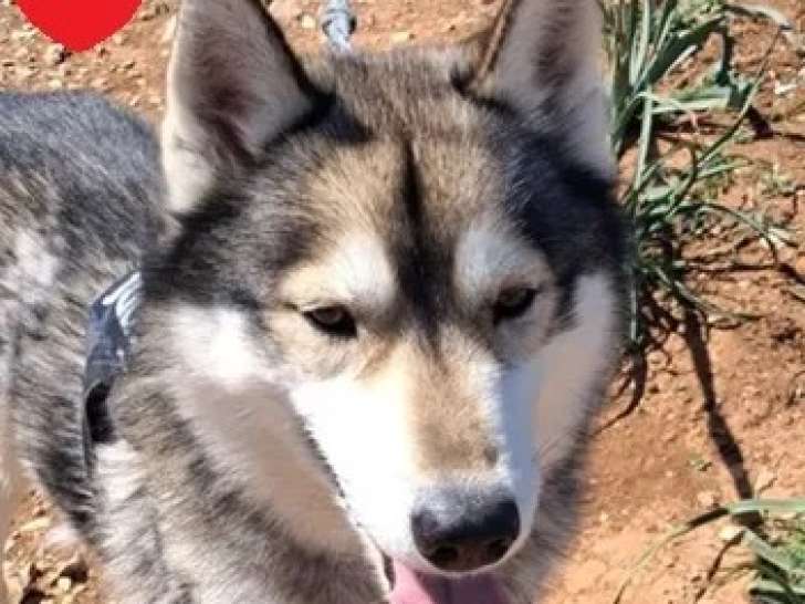 À la recherche d'une famille : chien Husky de Sibérie tricolore de 7 ans