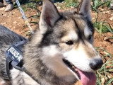 À la recherche d'une famille : chien Husky de Sibérie tricolore de 7 ans