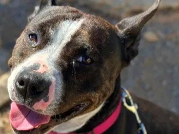 Disponible à l'adoption : chienne Dogue bringée de 4 ans