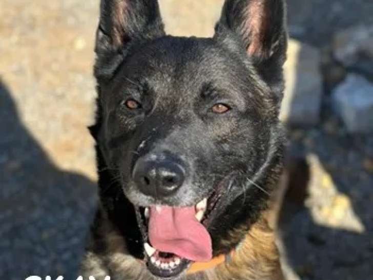 En attente d'adoption : chien Berger Malinois noir et feu de 3 ans