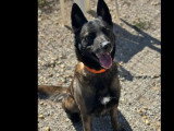 En attente d'adoption : chien Berger Malinois noir et feu de 3 ans