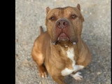 Prêt pour l'adoption : chien American Bully fauve de 5 ans