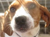 Adoption disponible : chienne marron et blanche de 3 ans