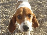 Adoption disponible : chienne marron et blanche de 3 ans