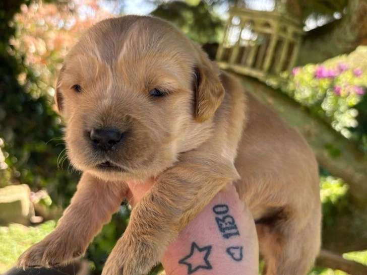 6 chiots femelles Golden Retriever LOF d'avril 2026 à réserver