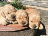 6 chiots femelles Golden Retriever LOF d'avril 2026 à réserver