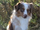 Saillie Berger Américain Miniature rouge merle LOF confirmé 2 ans
