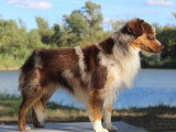 Saillie Berger Américain Miniature rouge merle LOF confirmé 2 ans