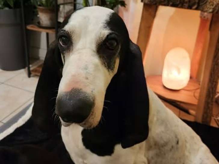 Milou, croisé Ariégeois à adopter en association