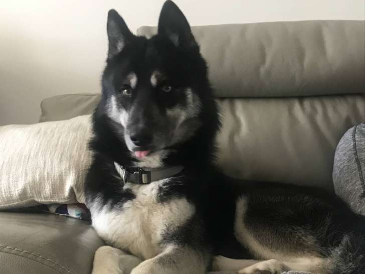 Newton, Husky à adopter en association