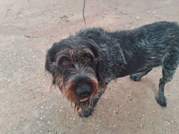 Nina, chienne Drahthaar à adopter en association
