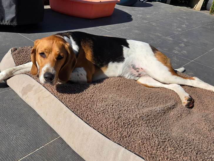 Chien Beagle-Harrier à donner