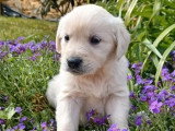 3 chiots Golden Retriever non LOF à réserver, nés en mars 2026