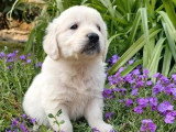3 chiots Golden Retriever non LOF à réserver, nés en mars 2026