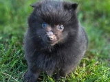 1 chiot Spitz mâle noir de février 2026 non LOOF à réserver