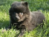 1 chiot Spitz mâle noir de février 2026 non LOOF à réserver