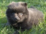 1 chiot Spitz mâle noir de février 2026 non LOOF à réserver