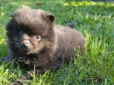 1 chiot Spitz mâle noir de février 2026 non LOOF à réserver