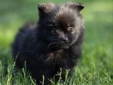 1 chiot femelle Spitz noire non LOF à réserver, née en février 2026