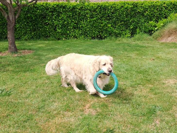 Golden Retriever à donner