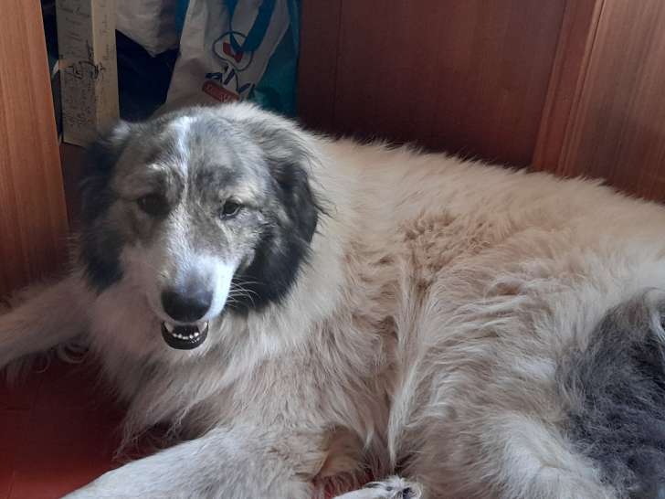 Némo, Patou à donner