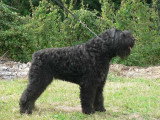 Chiots Bouvier des Flandres à vendre