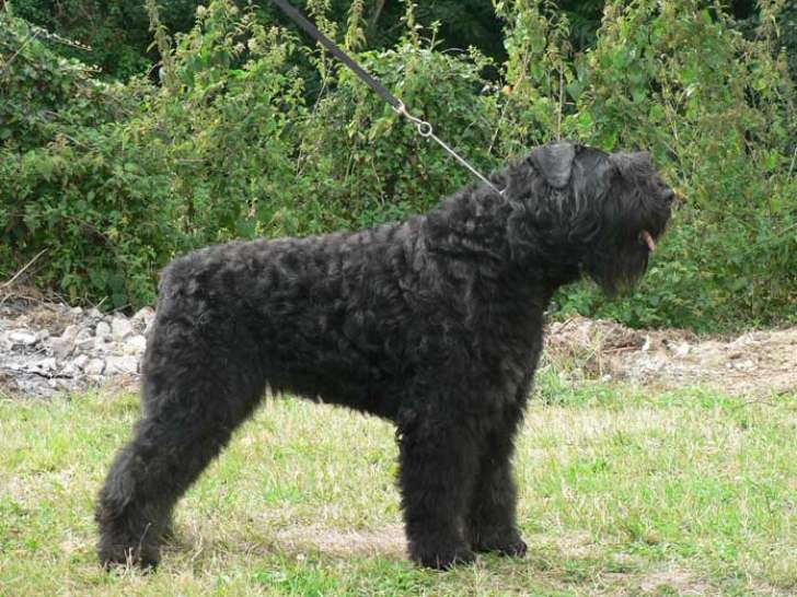 Chiots Bouvier des Flandres à vendre