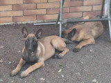 9 chiots Malinois à vendre