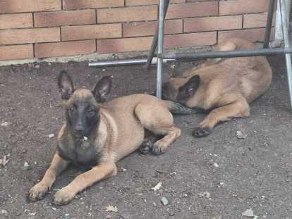 9 chiots Malinois à vendre