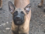 9 chiots Malinois à vendre