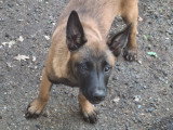 9 chiots Malinois à vendre