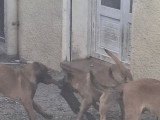 9 chiots Malinois à vendre