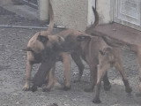 9 chiots Malinois à vendre