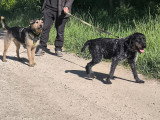 Nina, chienne Griffon à adopter en association