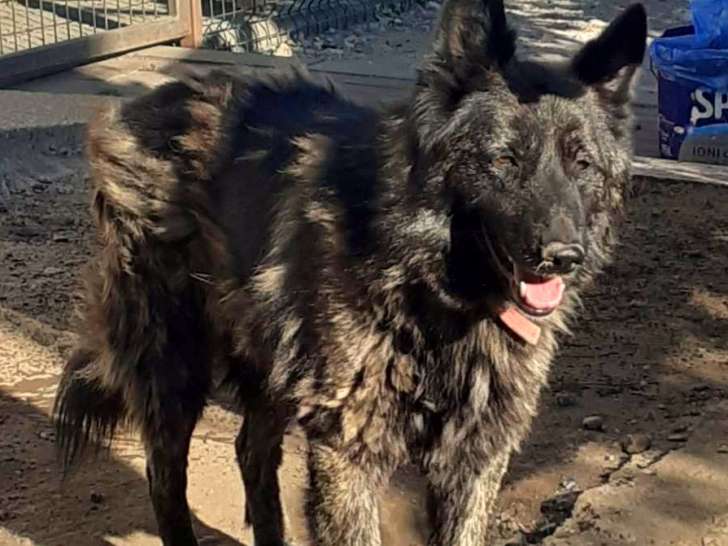 Lady, chienne à adopter en association