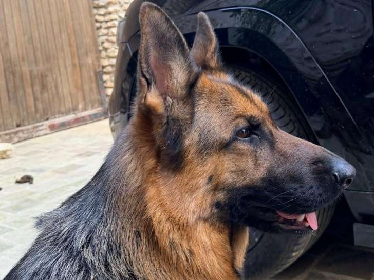 Tania, chienne Berger Allemand à adopter en association