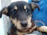Zorro, chiot à adopter d'urgence en association