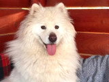 Athos, Samoyède à adopter en association d'urgence