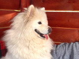 Athos, Samoyède à adopter en association d'urgence