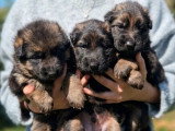 6 chiots Berger Allemand non LOF nés en mars 2026 à réserver